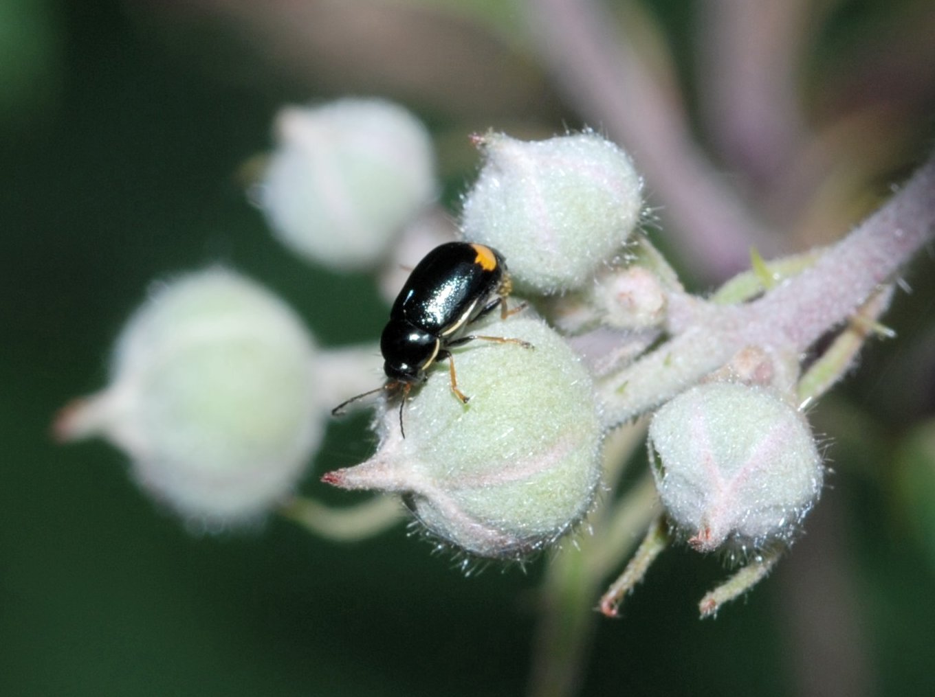 Cryptocephalus renatae, C. etruscus e Pachybrachis exclusus etruscus